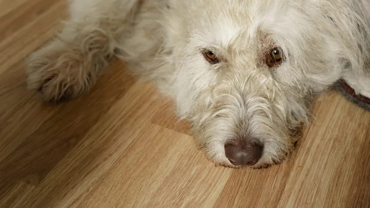 Luxury Vinyl Plank: Perfect Pick for Pet Parents