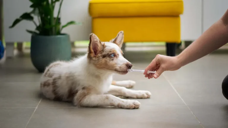 Comparing comfort and maintenance vinyl vs laminate with pets