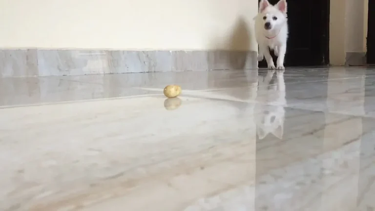 Steps to Make Your Vinyl Floors Shine Safely