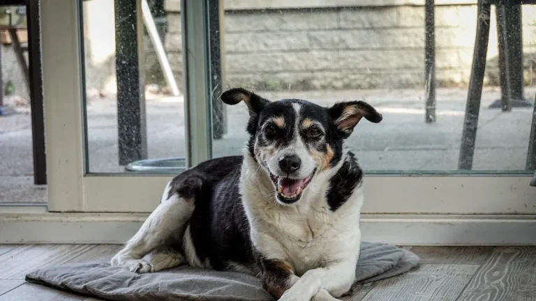 2025 Guide to Non-Slip Vinyl Flooring for Dogs
