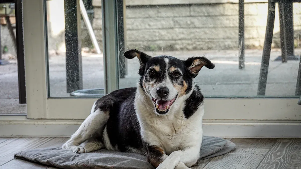 2025 Guide to Non-Slip Vinyl Flooring for Dogs