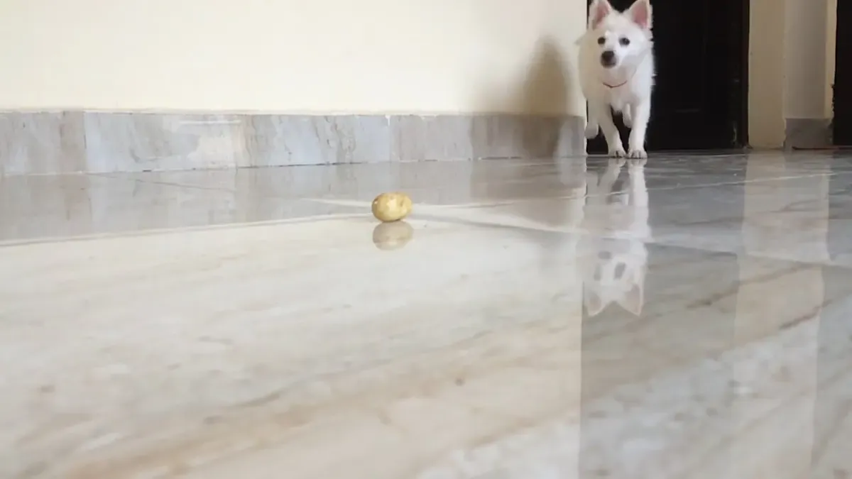 Waterproof Flooring for Pets: Exploring Better Alternatives