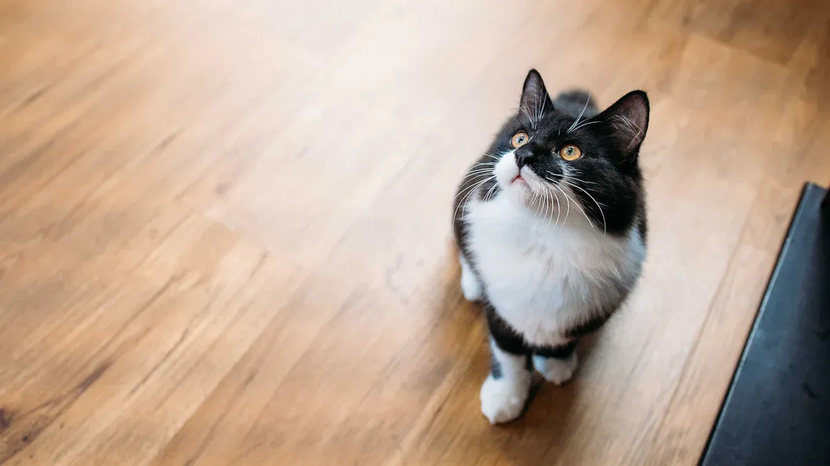 Vinyl Flooring for Pets: Common Pitfalls and Smarter Solutions